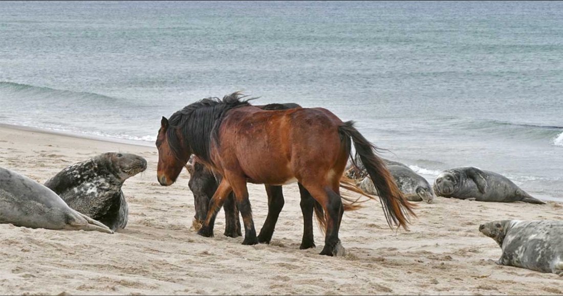 (⅓) Yesterday, on the beach near the  #GreySeals, two  #SableIsland horses wandered among seals resting close to the edge of the water. The horses were eating bits of vegetation washed ashore, & they found a tangle of  #marramgrass leaves, stems & roots, still wet & salty…