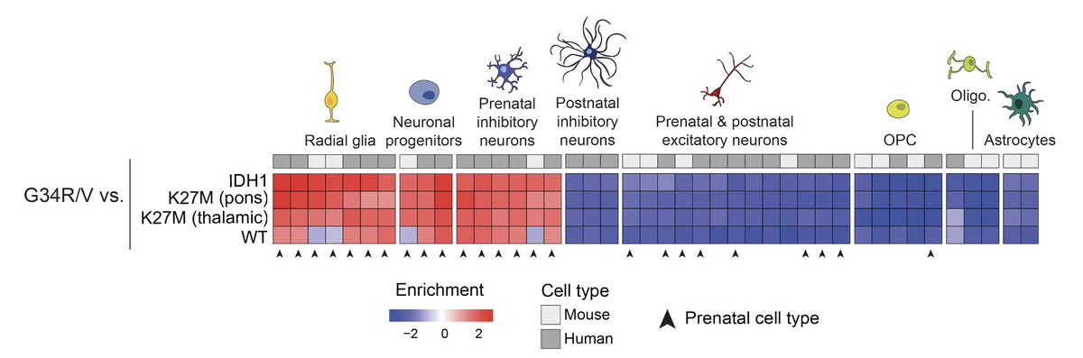 Next, using a single-cell atlas of the developing brain,  @selinjessa found that G34R/V tumors map to Gsx2+ interneuron progenitors from the prenatal brain and the subventricular zone. But why PDGFRA mutations are specific to Gsx2+ progenitors? 5/7