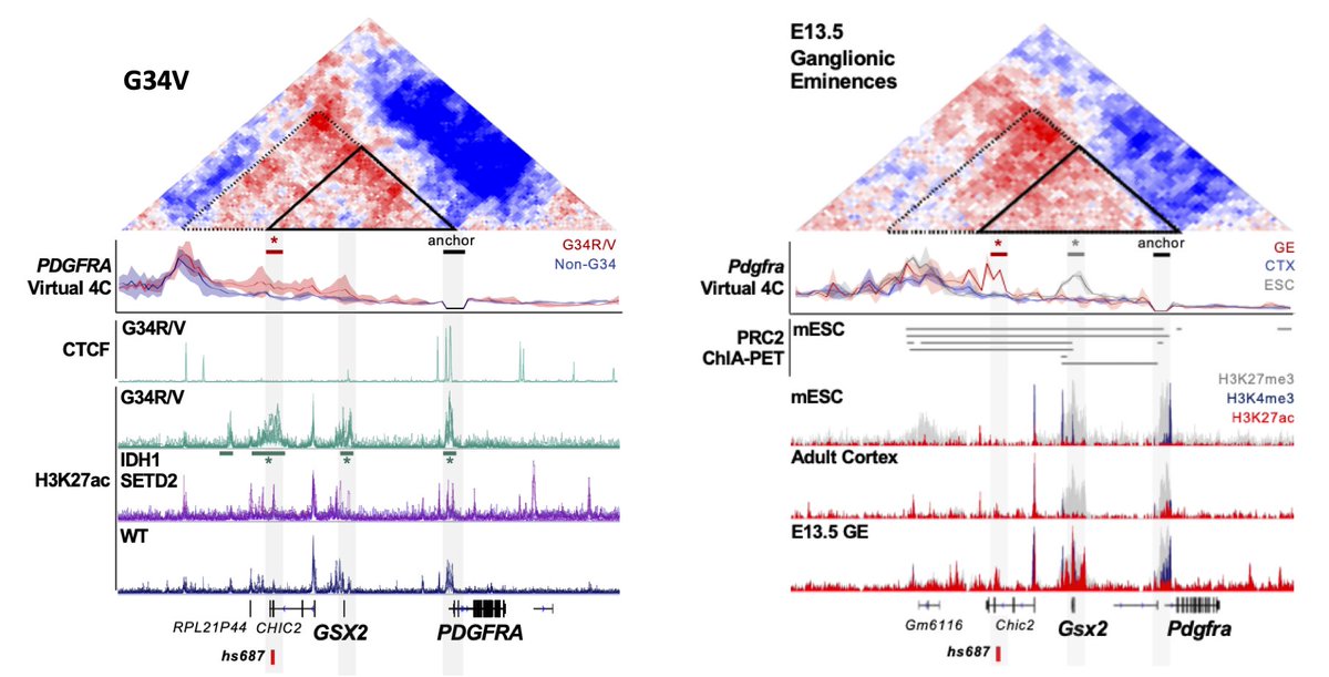 The  #3Dgenome gave us the answer:An interaction loop links PDGFRA with the active GSX2 regulatory elements in tumor cells.Also formed in ganglionic eminences, where interneurons are born... @DjidjiJdaJdah  @CarolCLChen  @ShriyaDeshmukh36/7