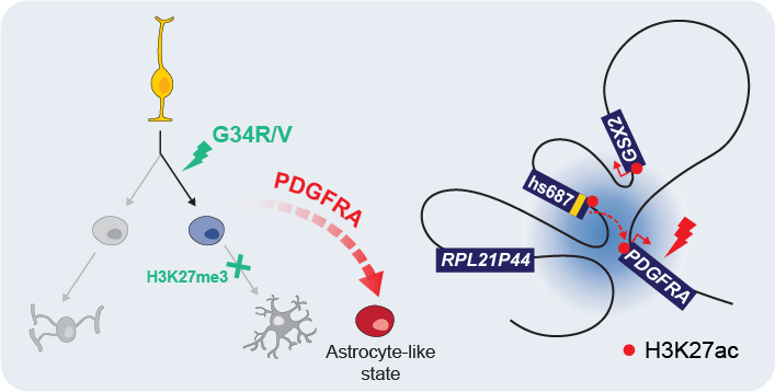 Our model: G34R/V tumors have an interneuron origin, and chromatin context in this cell of origin facilitates PDGFRA co-option for oncogenesisExtremely thankful for the work of Paolo Salomoni,  @dtwjones and all other authors. A true team effort.7/7