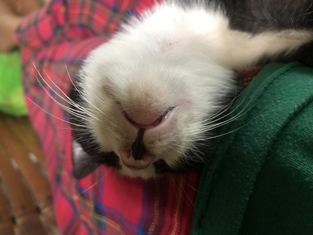 KComajes's tweet photo. Meet my cat ^u^. #cat #catlover #animals https://t.co/GxN3WKS9LT
