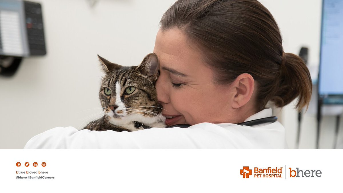 DVMRecruiting's tweet photo. Get more ☀️🌴 in your life! Banfield is looking for veterinarians passionate about providing exceptional pet care to the pets of Florida. Interested? Learn more here: https://t.co/98d4LZA2eb #BanfieldCareers #vetstudent #dvmlife https://t.co/LSMaYvVxFx
