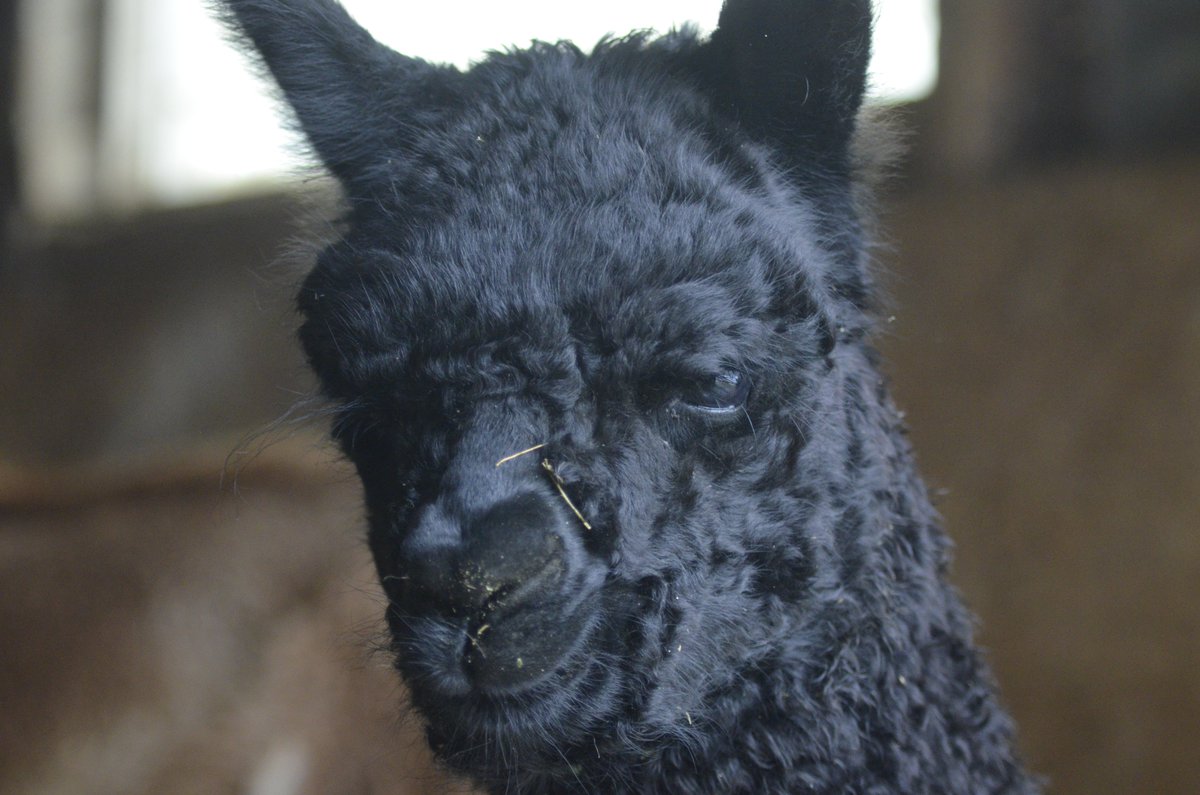 OldMillAlpacas's tweet photo. Huracán is looking so much like his father! We're so excited to see how he grows up. https://t.co/BJ1smPKYzf