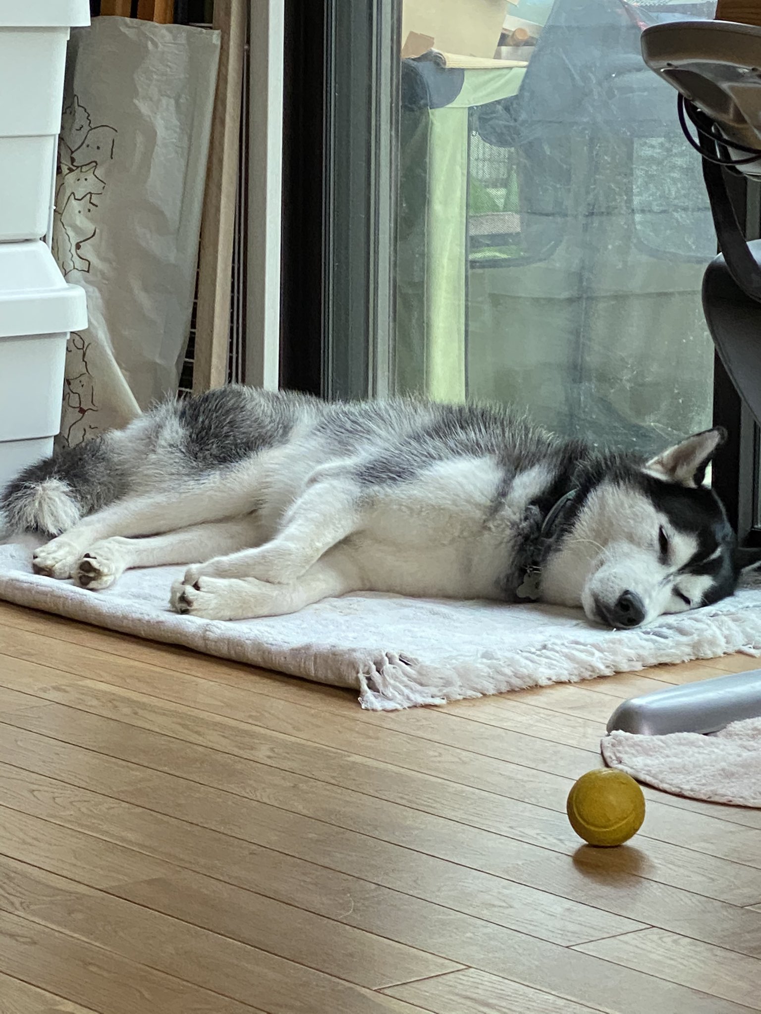 るか ハスキー犬 Husky Luca Twitter