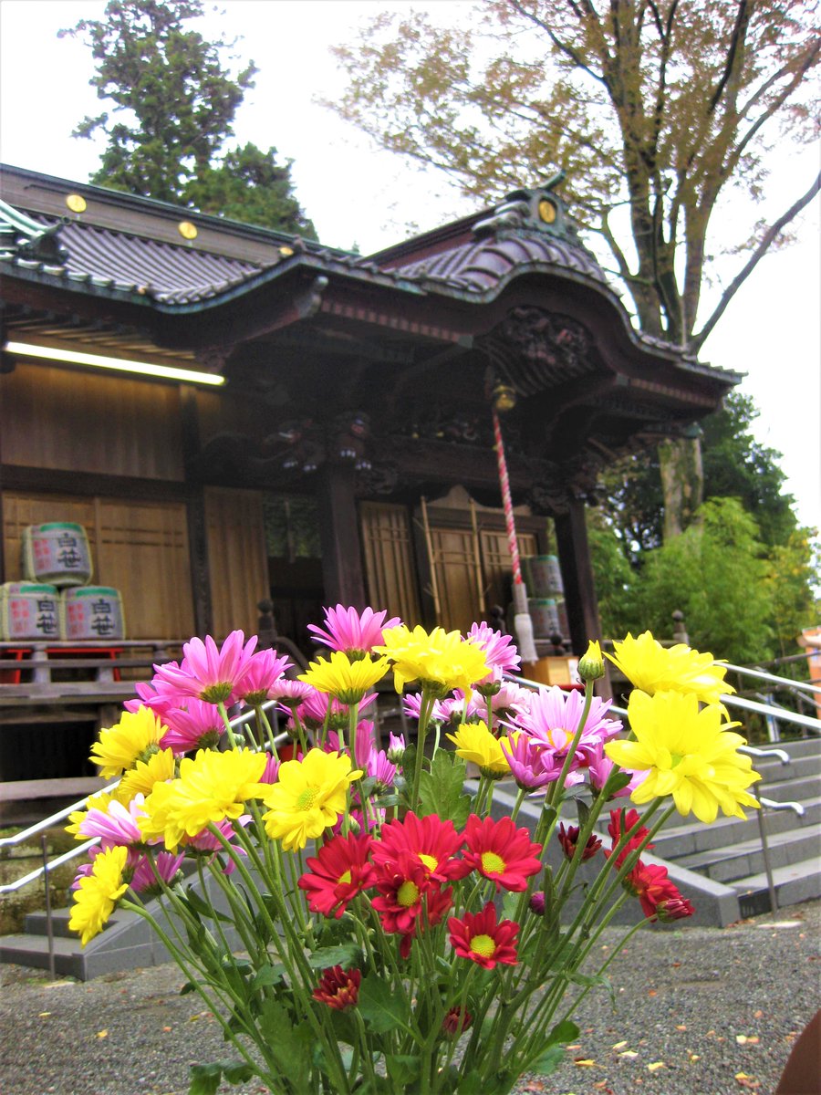 白笹稲荷神社 公式 崇敬者の方が菊を下さったので授与所のカウンターに飾りました 七福神の寿老人の鳥居のそばには 毘沙門 と 弁財天 という花名の菊が咲いています 菊の花言葉は 高貴 高尚 高潔 赤い菊の花言葉は あなたを 愛しています 白笹稲荷神社 公式 崇敬者の方が菊を下さったので授与所のカウンターに飾りました 七福神の寿老人の鳥居のそばには 毘沙門 と 弁財天 という花名の菊が咲いています 菊の花言葉は 高貴 高尚 高潔 赤い菊の花言葉は あなたを 愛しています