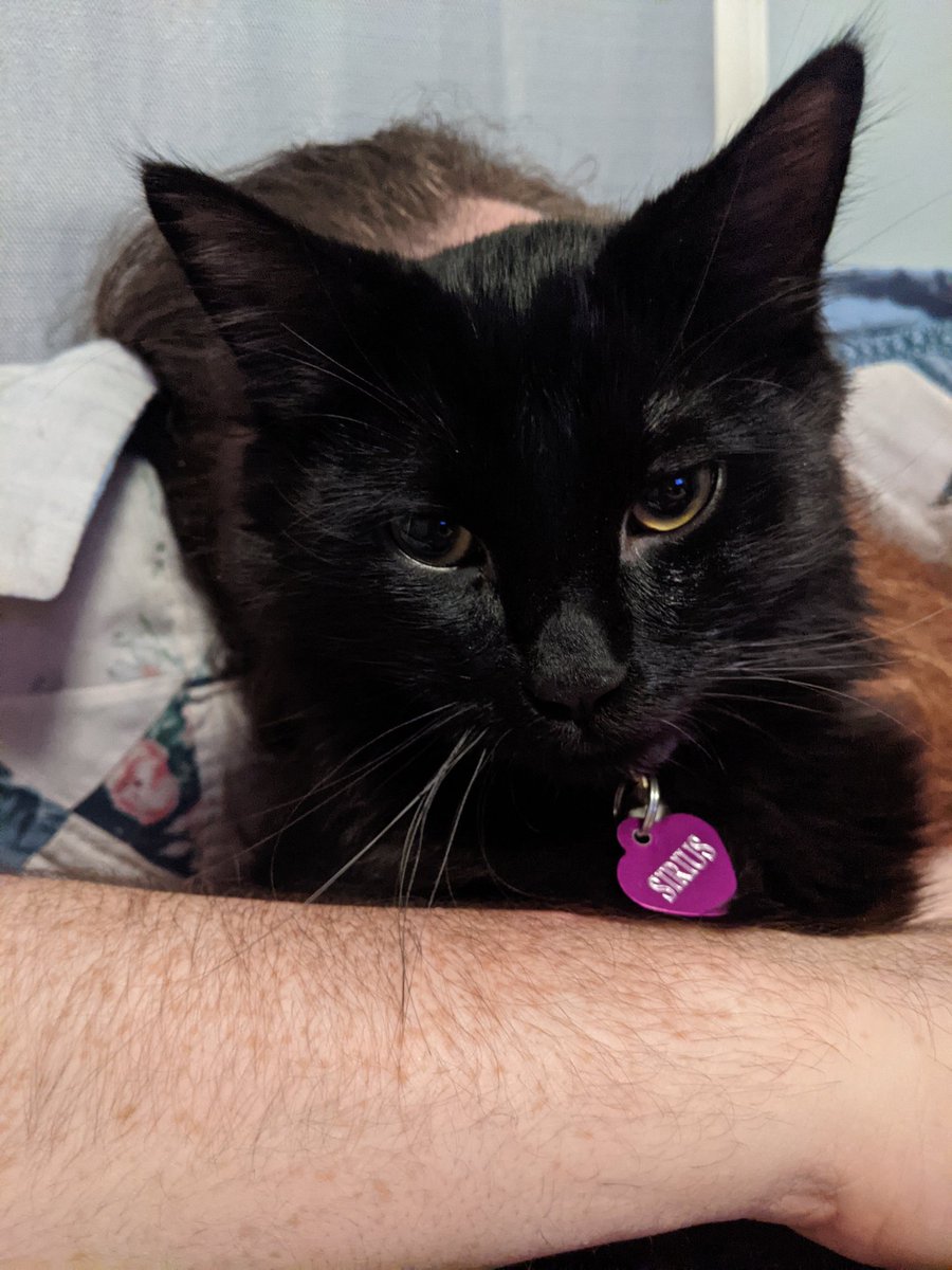 Hopelesscatmom's tweet photo. Welp. This lil guy is getting neutered tomorrow and he has no idea what's coming ๐น๐ฟ #cats #CatsOfTwitter #poorlilguy https://t.co/rM7OqeE2Vb