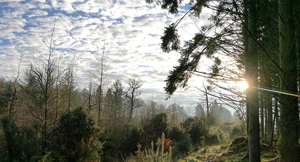 pathway by wood with fluffy clouds in a blue sky