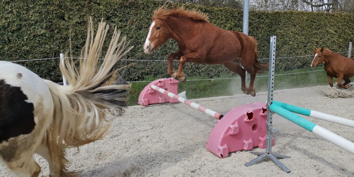 kirsch_hof's tweet photo. Diese hübsche Maus steht zum Verkauf, meldet euch gern bei uns https://t.co/vAGndiRcEM
