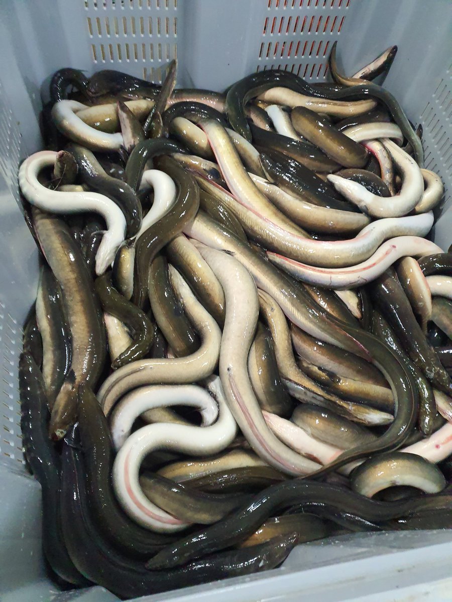 Hele dikke #pandaberen Palingstand is hartstikke gezond en wie anders zegt liegt <a href="/trouw/">Trouw</a> <a href="/telegraaf/">De Telegraaf</a> <a href="/NOS/">NOS</a> #paling #aal