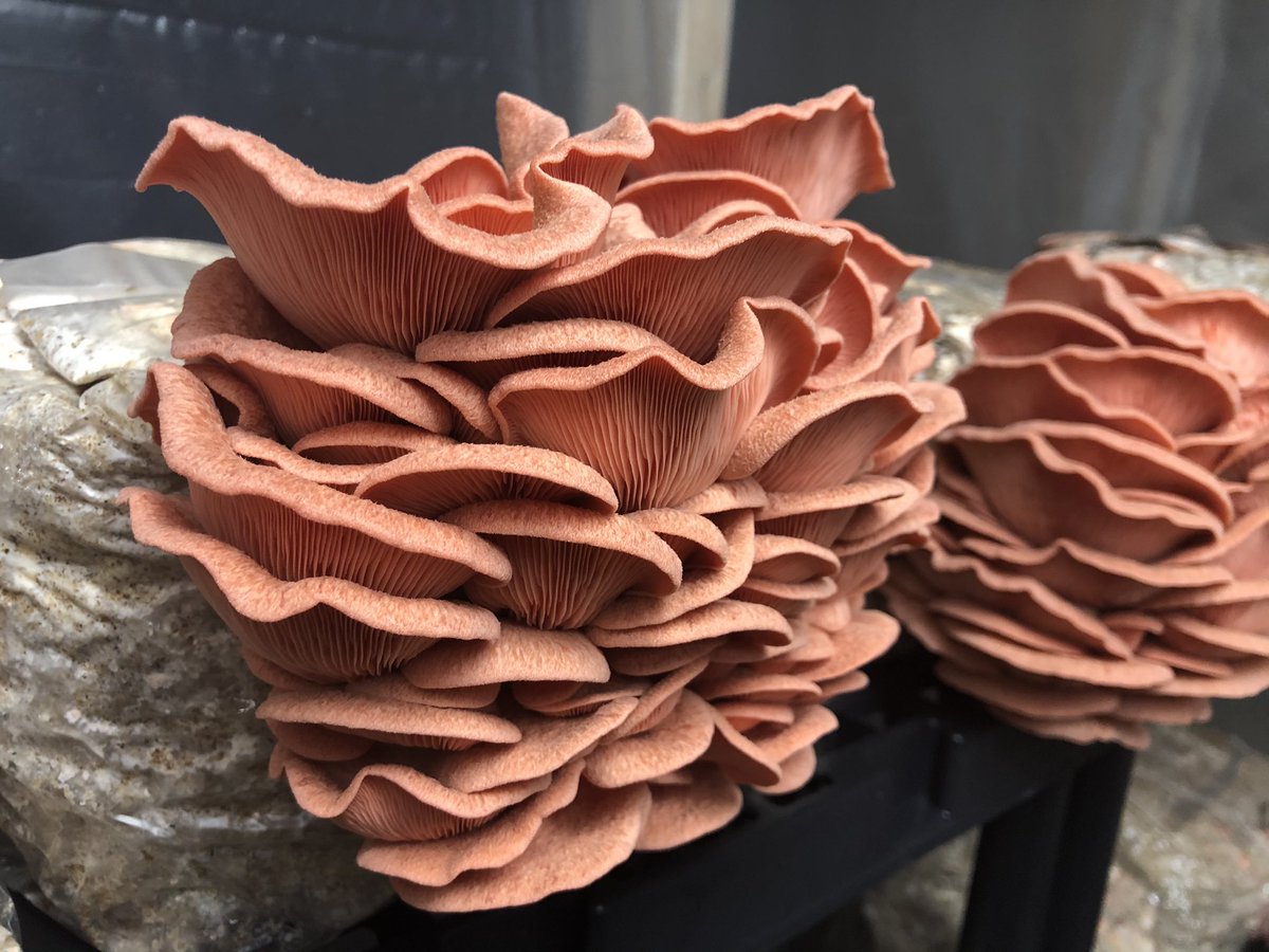 Pink Oyster! Delicious and a great vegetarian/vegan substitute for bacon among many other things!