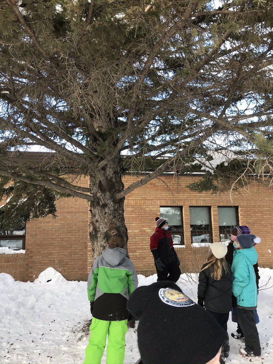 b_rad527's tweet photo. Teacher and students take a moment to support a woodpecker that flew into the classroom window. #learningeverywheretogether #PSSDgifts https://t.co/HrnnCSVOSs