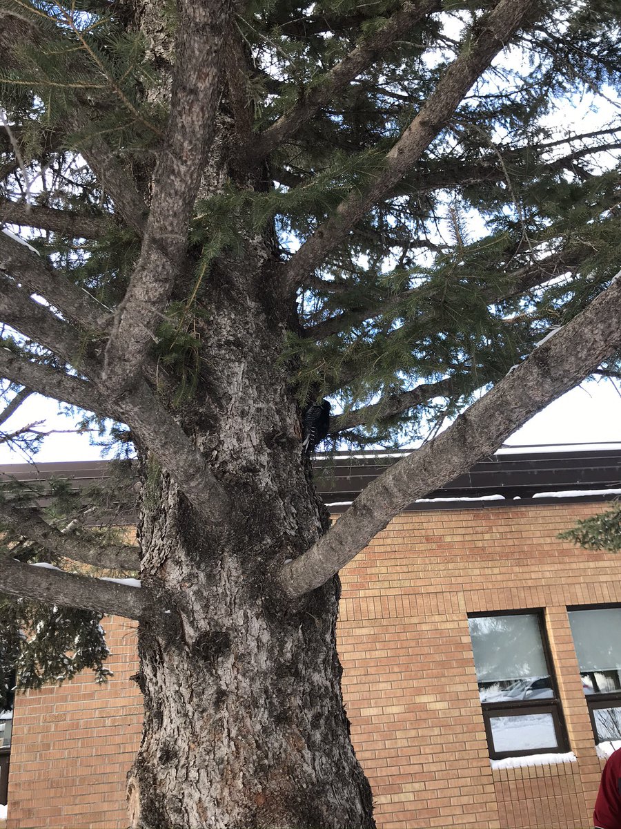 b_rad527's tweet photo. Teacher and students take a moment to support a woodpecker that flew into the classroom window. #learningeverywheretogether #PSSDgifts https://t.co/HrnnCSVOSs