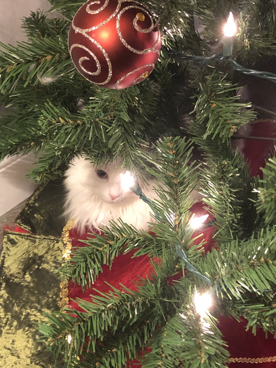 At least someone is living his best life right now