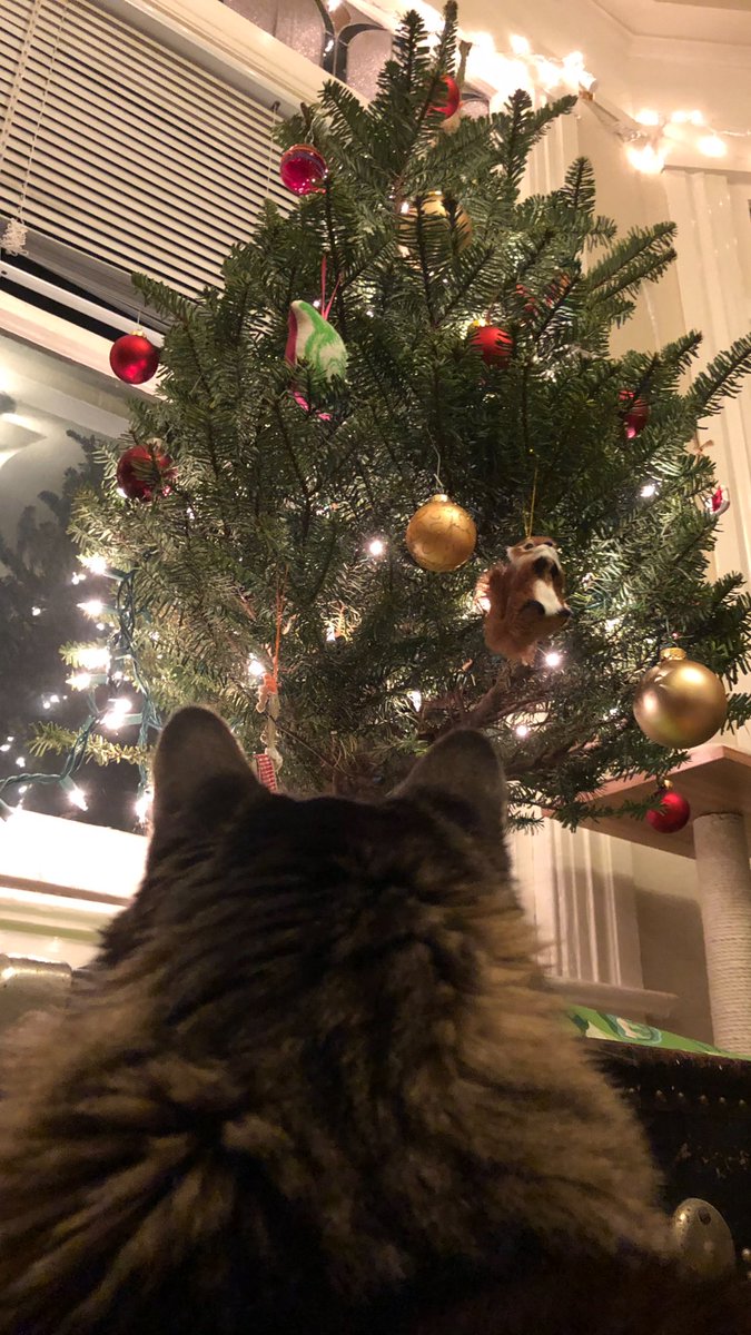 cendre's tweet photo. Murdz and the Xmas tree. https://t.co/XCtPBnCzc5