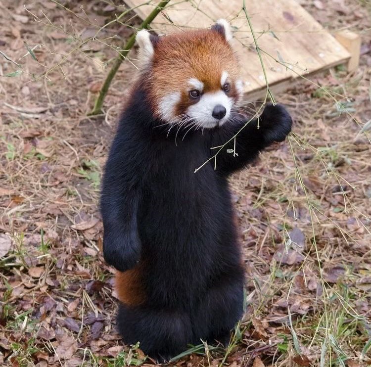@Jaketoppen2 Ratio by this red panda https://t.co/kV4wTM1mvK