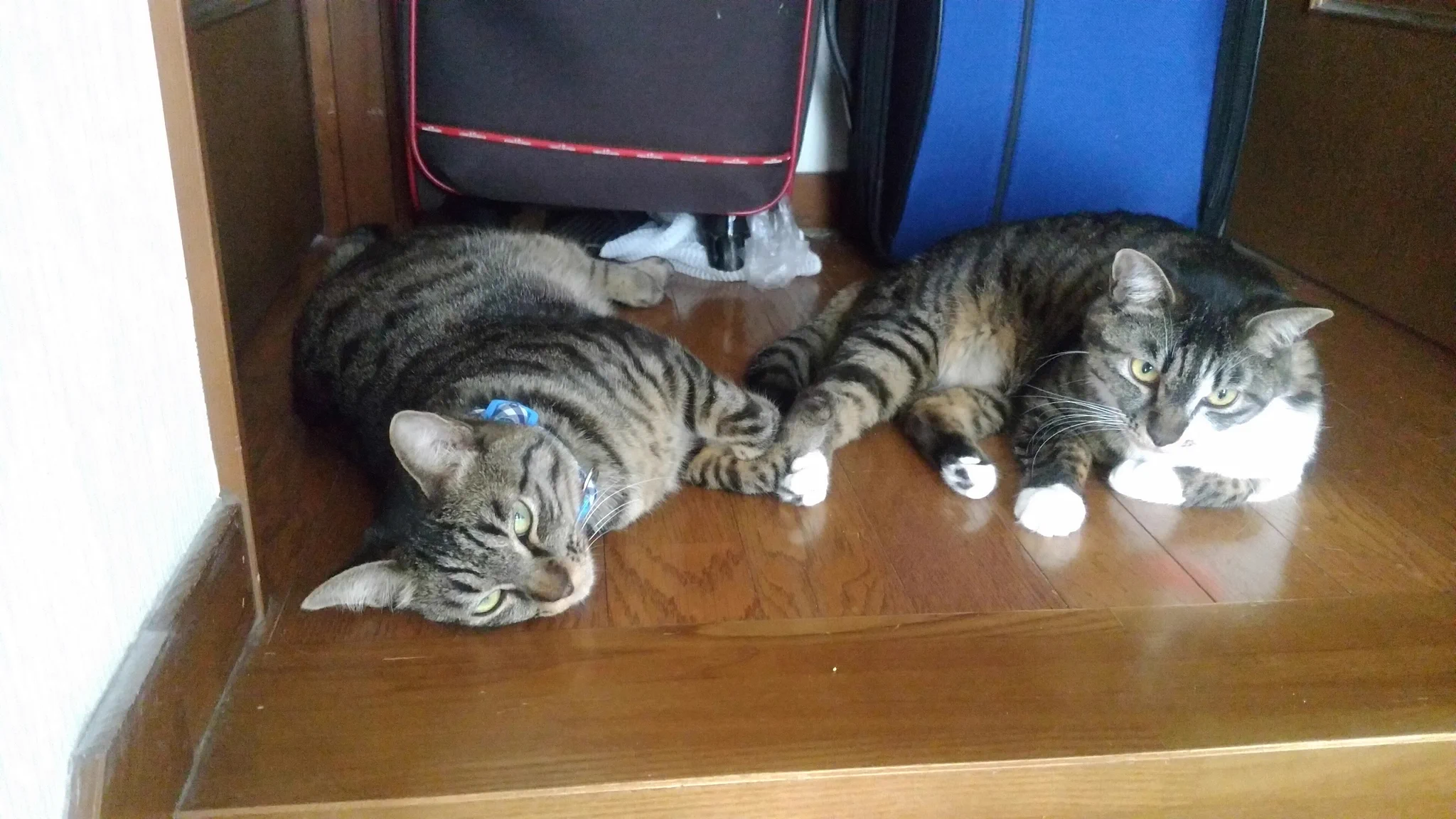 @nekomarusuisan7 @tabitora1013 こ、この二匹はうちの子供たちじゃないか！ 