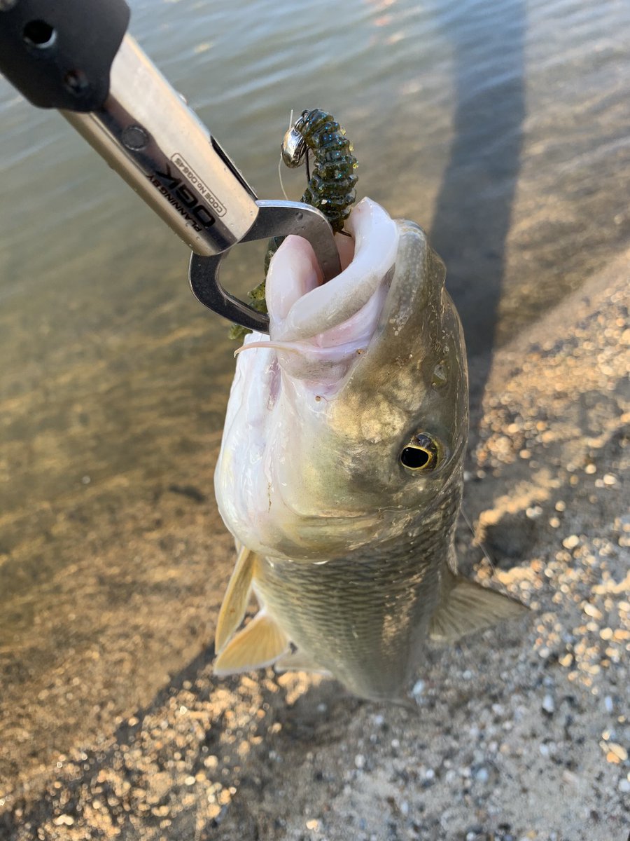 Harayan47 年11月29日曇り時々晴れ15時12分釣果 ルアー 根魚玉5g Bibibiバグ 4inch 31グリパンブルーフレーク タックル アブガルシア バスフィールド Bsfc 672mh リール Abu Garcia Blackmax3 2500 ライン フロロ14lb