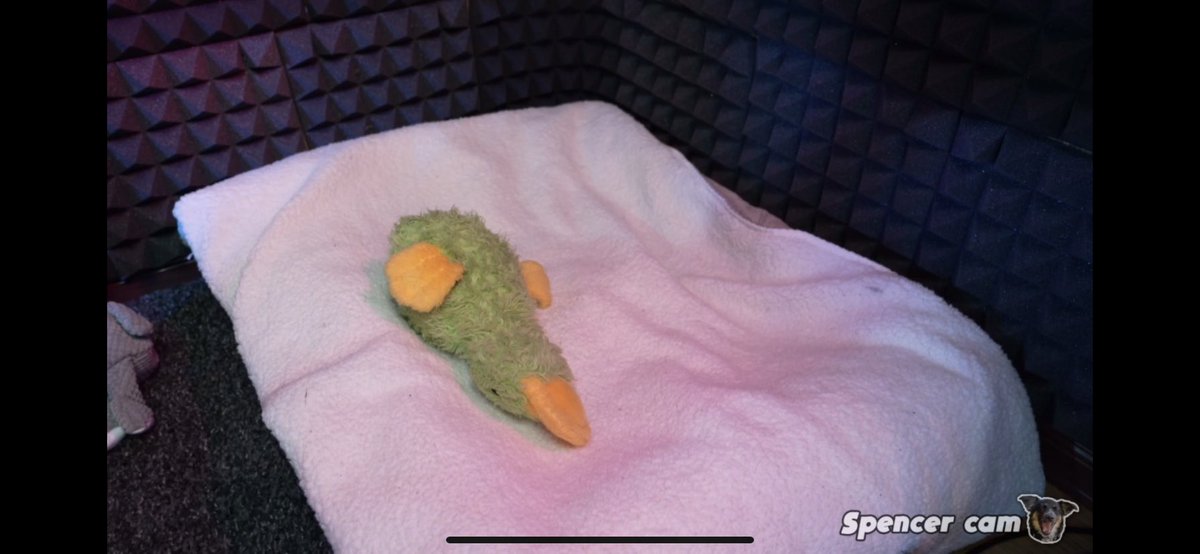 sxnflowermark's tweet photo. duck deserves better #justiceforduck https://t.co/h0AeGwITnr