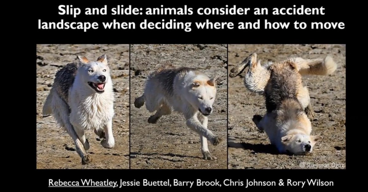 EcolJim's tweet photo. A great opening slide from @modsupial #ESAus20 https://t.co/014E4efXnG