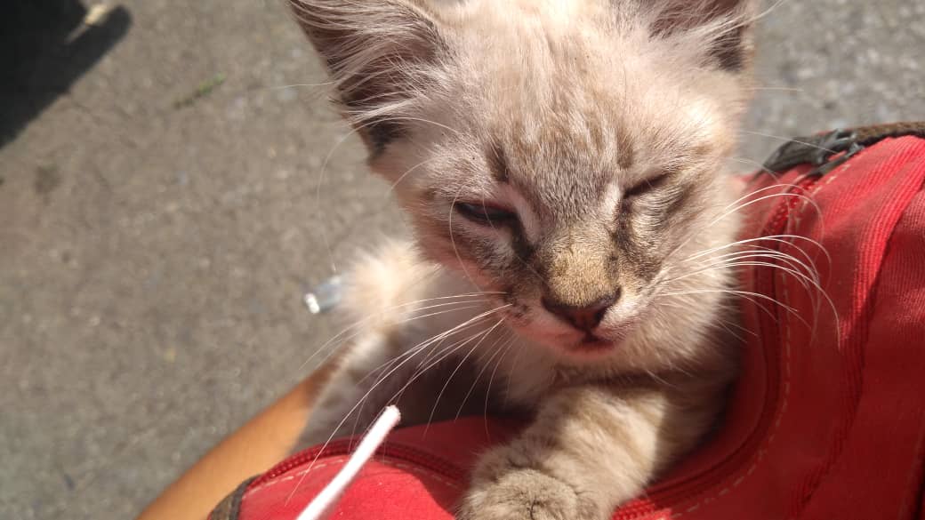 yaracalcagno's tweet image. Difundo. Esta gatica necesita hogar urgente, se encuentra en Caracas, número  0426-6144899