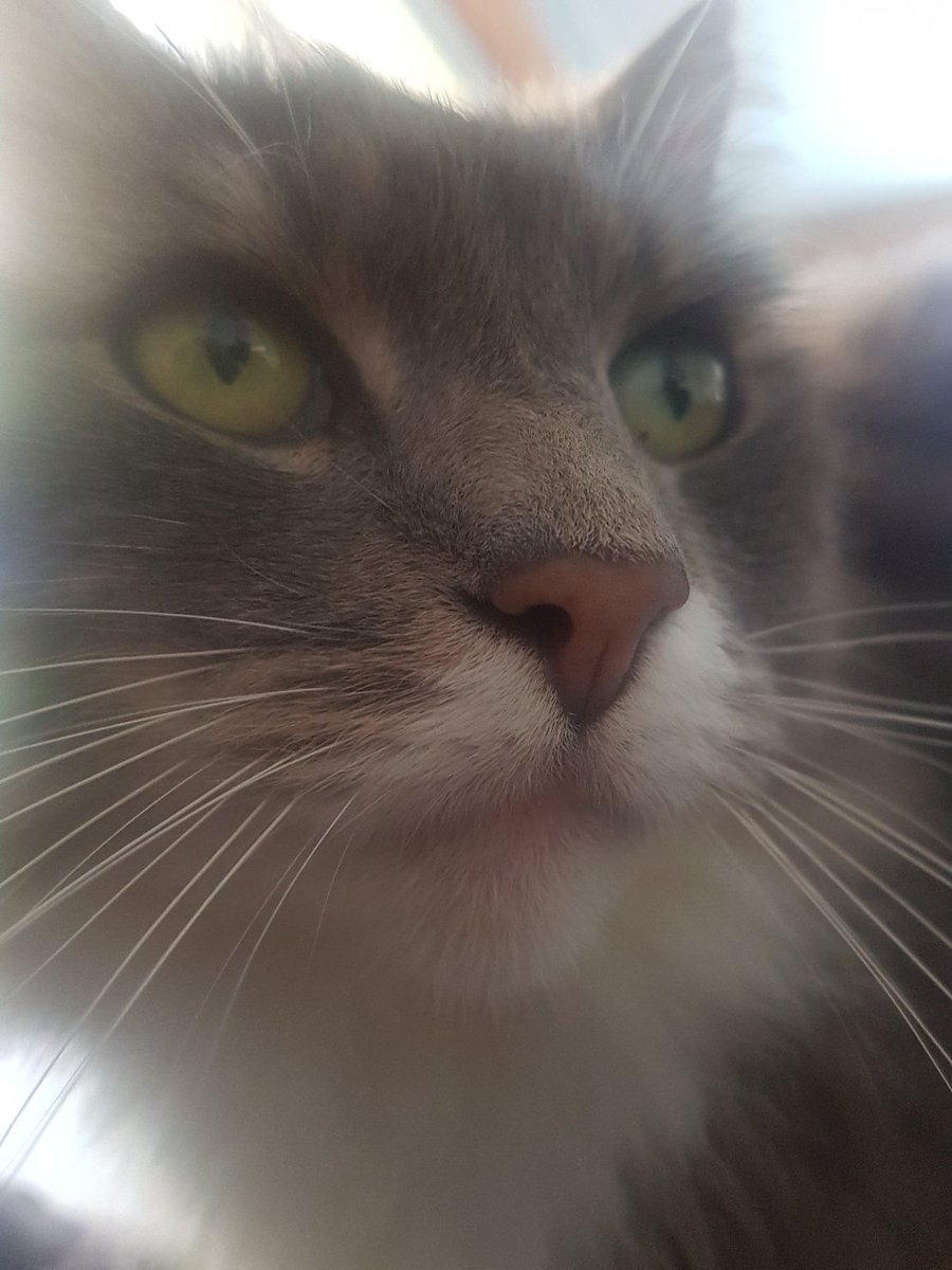 David_Cormack's tweet photo. Bad news friends. My champion cat Ned, of #VoteNed fame, only has a couple of weeks left. He's been battling cancer a while, and now it's time to think about ending it for him.
We're gonna miss you bud. https://t.co/aWId5tO5bL