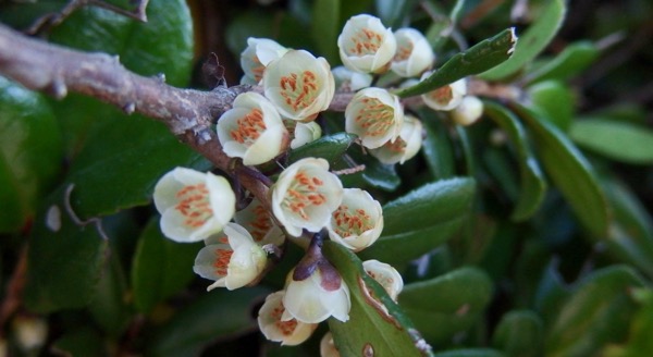 山本正臣 道端植物図鑑 樹木 雌雄異株 ハマヒサカキ 浜姫榊 Eurya Emarginata ヒサカキ属 雌株の雌花序 冬咲く花で 主なポリネーターはハエのためとても臭い匂いを出す 都市ガスの匂いが