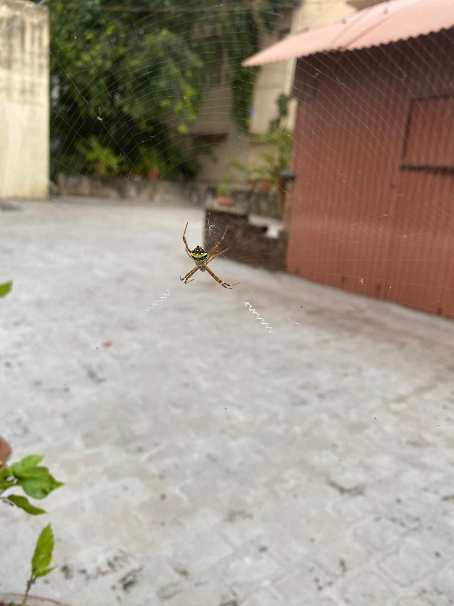 pages4ages's tweet image. #Detachement  the only effective tool to free oneself from the #mindtrap ?
Mind is the best web maker. Sneaky like the spider's web, it does not intercept but attracts what it desires by creating its web of illusion &amp;amp; infinite possibilities, day after day. To breakfree may seem