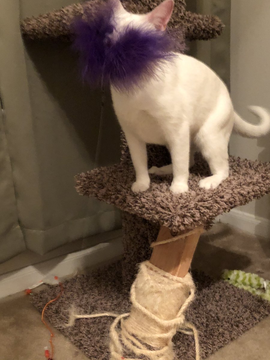 willow_catt's tweet photo. I luv all of my toys . Dey are fass but I yam faster #CatsOfTwitter https://t.co/3mCaB6nbRL