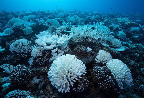 Keen to use your statistical inference skills for an Honours project that will explore and optimist experimental design of reef monitoring? bit.ly/3g5JBH8 @QUTSciEng @QUT @ACEMathStats