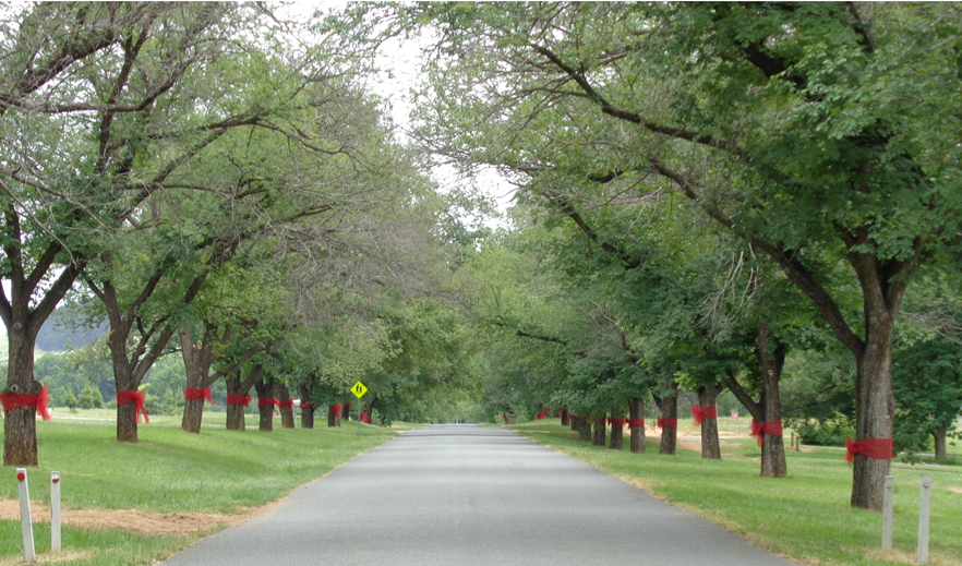 asianfg1's tweet photo. So pleased to report that the Governor General has joined in our Yarralumla tradition of decorating trees with red bows. 95 of the heritage listed trees on Dunrossil Drive were decorated this morning. https://t.co/9QayVHAM91