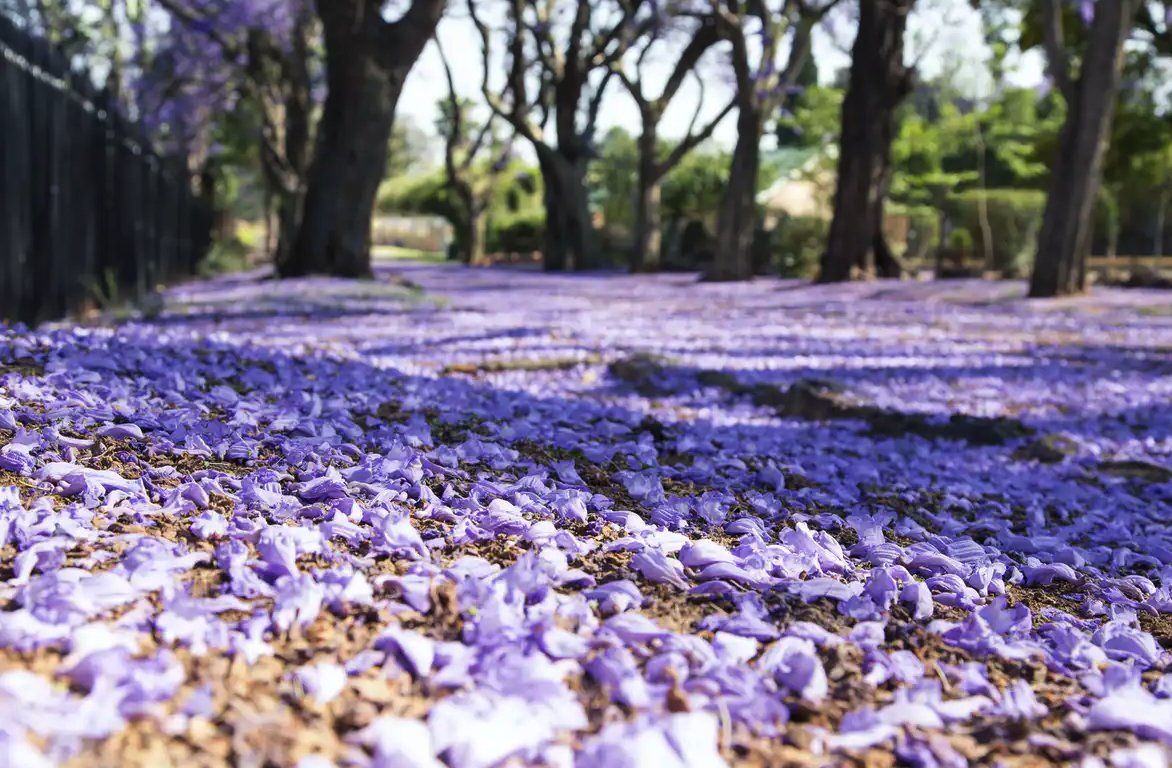 Dr Gregory Moore explains why there’s a lot more to love about jacarandas than just their purple flowers → unimelb.me/33CgFRX 💜
