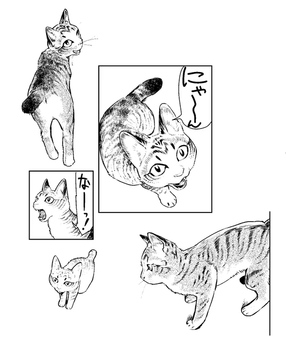 次の中禅寺先生は猫のお話です 