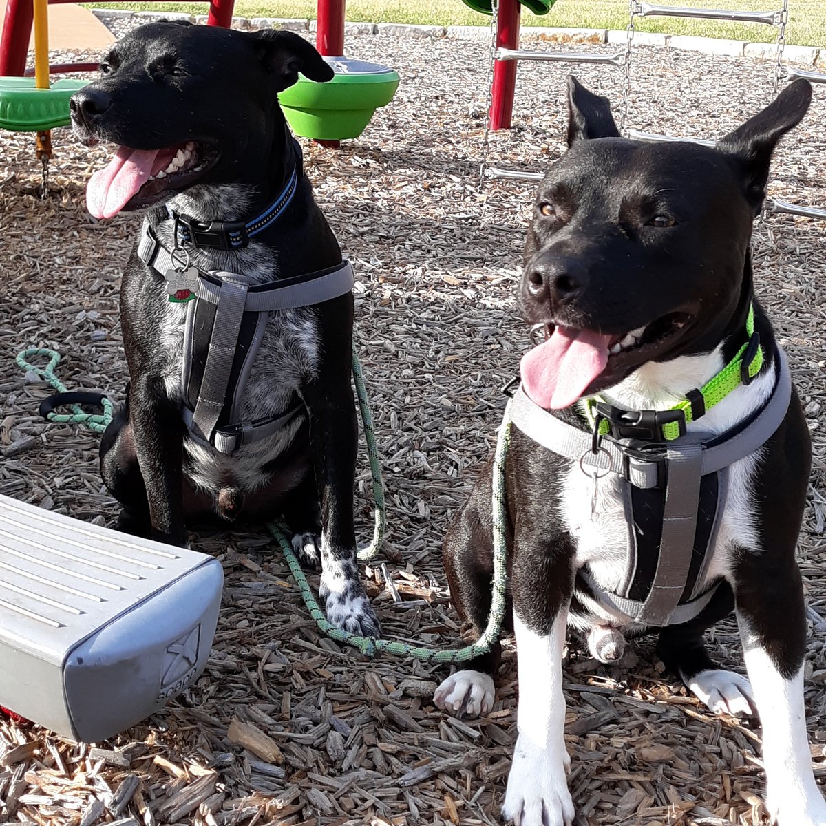 Happy National Mutt Day!

#dog #dogs #DogsOfTwitter #MongrelBrothers #mongrel #mongrels #mutt #mutts #muttstagram #dogstagram #furson #furbaby #furchild
#NationalMuttDay