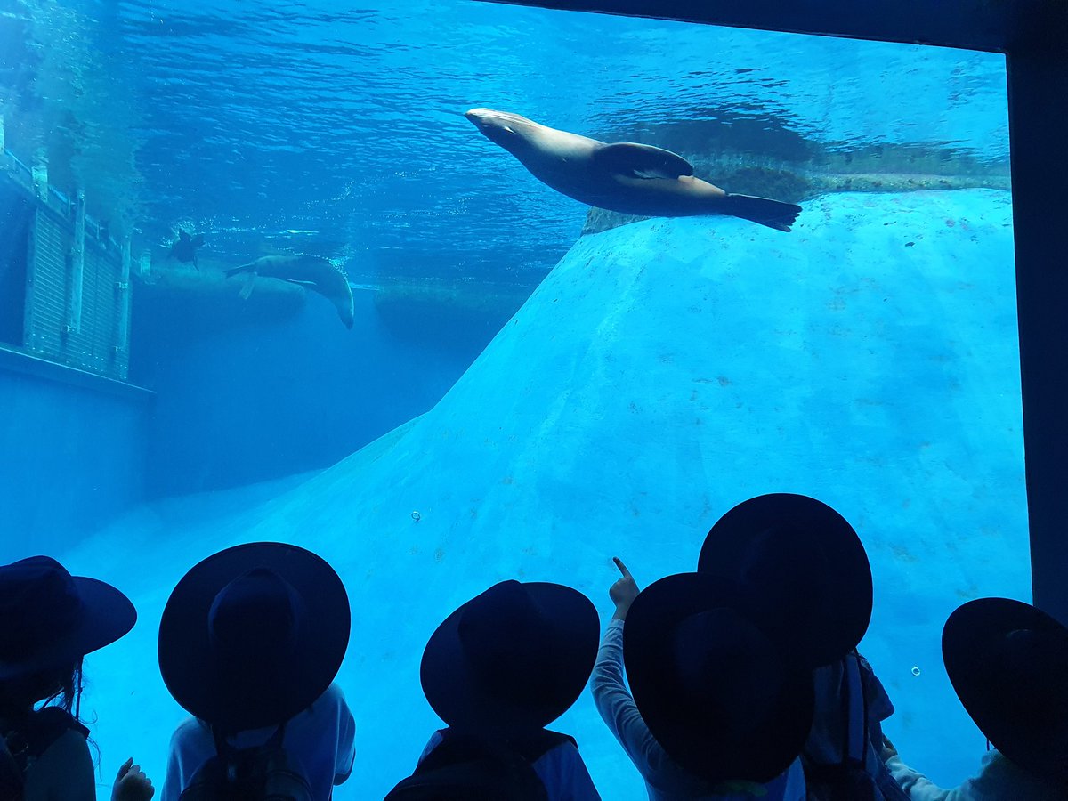 HowdenMaegan's tweet photo. The 1/2s had the BEST time @ The Melbourne Zoo! How lucky are we to be able to go on an excursion in 2020?! 😊 @stpeterssws @MelbourneZoo @MrMurraySPCPS @MrPlatekSPCPS https://t.co/1VtwECe0JH