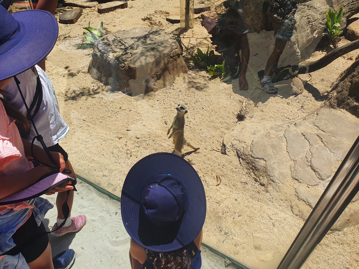 HowdenMaegan's tweet photo. The 1/2s had the BEST time @ The Melbourne Zoo! How lucky are we to be able to go on an excursion in 2020?! 😊 @stpeterssws @MelbourneZoo @MrMurraySPCPS @MrPlatekSPCPS https://t.co/pz4plyXASj
