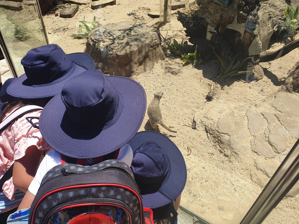 HowdenMaegan's tweet photo. The 1/2s had the BEST time @ The Melbourne Zoo! How lucky are we to be able to go on an excursion in 2020?! 😊 @stpeterssws @MelbourneZoo @MrMurraySPCPS @MrPlatekSPCPS https://t.co/pz4plyXASj