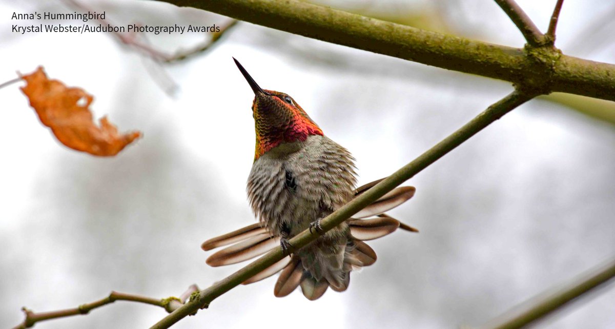A view from below of an Anna's Hummingbird sitting on a bare tree branch as an orange leaf falls. Photo: Krystal Webster/Audubon Photography Awards.