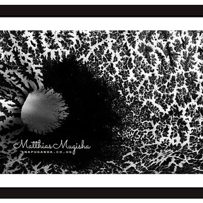 SnapUgandaTours's tweet photo. These black and white wall art pieces featuring  simple natural things  will give your walls a fresh look this Christmas.
UGX250,000 each. Size: 12 x 16 inches. 
Ring +256772407561
#wallartdecor #walldecor #buyUganda #walldecoration #wallart https://t.co/Eo8AjTN2d2