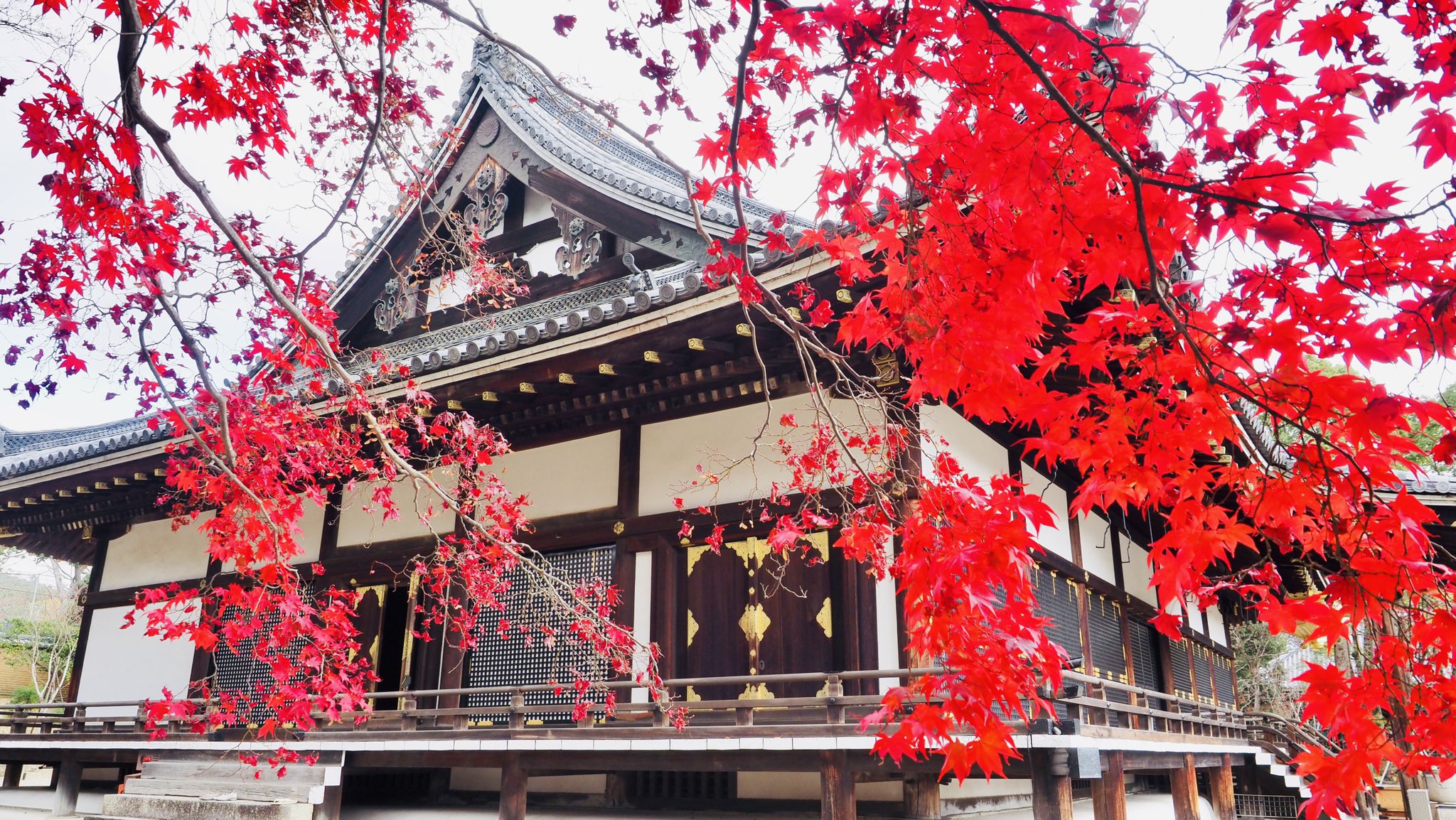 仁和寺 on Twitter: "金堂の紅葉 #仁和寺 #紅葉狩り #金堂 https://t.co/IbezgRKri4" / Twitter