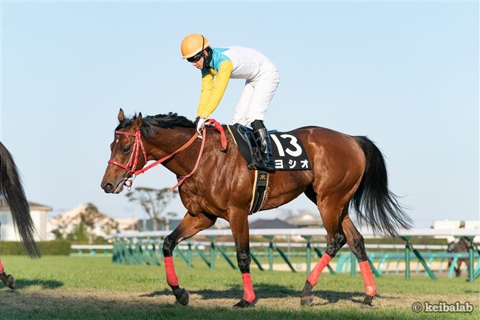 競馬ラボ 史上初 チャンピオンズcに出走するヨシオ は 芝のジャパンcからの連闘 中央で行われたダートg1にて 前走が芝だった馬はのべ64頭 そのうち連闘だった馬はおらず 記録上はヨシオが初めてとなる模様 競馬 Keiba ヨシオ T Co