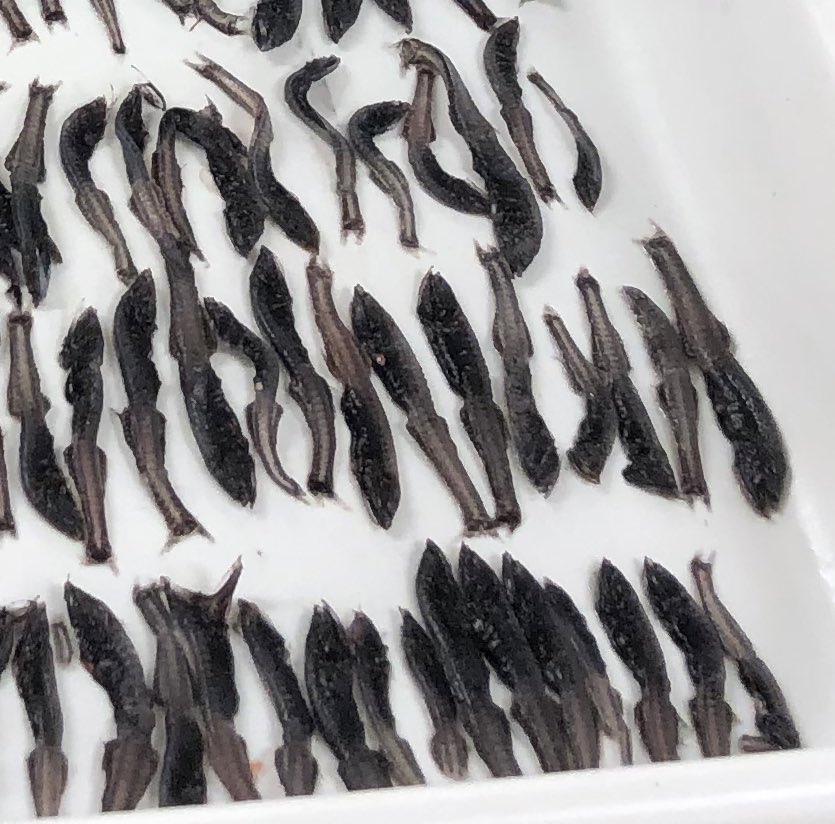 Frable's tweet image. During the #Siphweb cruise with @anelachoy, I watched The Wicker Man (1973). Great horror film. I got the theme “Corn Rigs” stuck in my head and during the final 10-hour marathon deepsea fish IDing session, I let it play on repeat and ruined my Spotify statistics for the year!