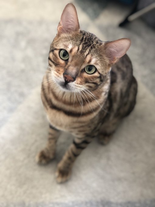 &ldquo;Why are you mad at me?! Oh....yeah...that....&rdquo; Don&rsquo;t be fooled by his innocent face, this is one guilty<a href="/tag/twitch"class="tags"><span>#twitch</span></a><a href="/tag/supportsmallstreamers"class="tags"><span>#supportsmallstreamers</span></a><a href="/tag/supportsmallstreams"class="tags"><span>#supportsmallstreams</span></a>