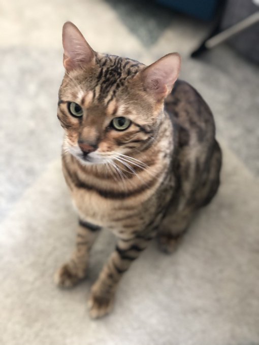 &ldquo;Why are you mad at me?! Oh....yeah...that....&rdquo; Don&rsquo;t be fooled by his innocent face, this is one guilty<a href="/tag/twitch"class="tags"><span>#twitch</span></a><a href="/tag/supportsmallstreamers"class="tags"><span>#supportsmallstreamers</span></a><a href="/tag/supportsmallstreams"class="tags"><span>#supportsmallstreams</span></a>