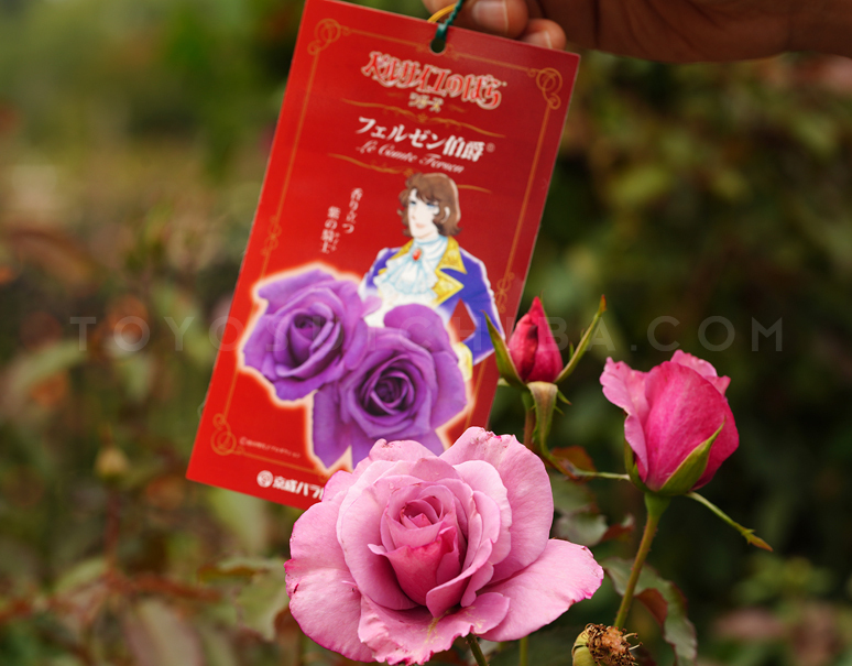 うちのスタッフさんには 🌹「#フェルゼン伯爵 押し」がいます