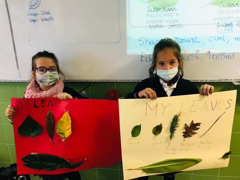 colegioarenales's tweet image. My leaves! 
#colegiobilingue #englishproject #bilingualeducation #arroyomolinos #masplurales #iamarenales #stopleycelaá #alumnosfelices #10años #educaresamar #redarenales #jueves