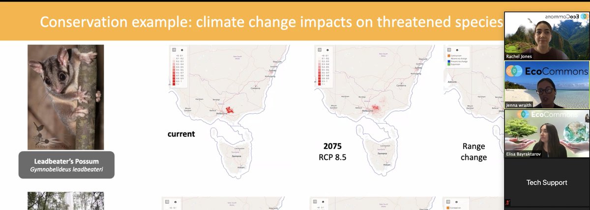 EcoCommons Australia (@ecocommonsaus) on Twitter photo Where will the critically endangered #LeadbeaterPossum be in 2075? <a href="/jennalee_wraith/">Dr. Jenna Wraith (she/her)</a> shows how to easily model future suitable #habitat and change in range based on #climate scenarios using our #virtuallaboratories at #ESAus20 <a href="/BCCVL/">BCCVL</a> <a href="/ecocloud_/">ecocloud</a> Where will the critically endangered #LeadbeaterPossum be in 2075? <a href="/jennalee_wraith/">Dr. Jenna Wraith (she/her)</a> shows how to easily model future suitable #habitat and change in range based on #climate scenarios using our #virtuallaboratories at #ESAus20 <a href="/BCCVL/">BCCVL</a> <a href="/ecocloud_/">ecocloud</a>