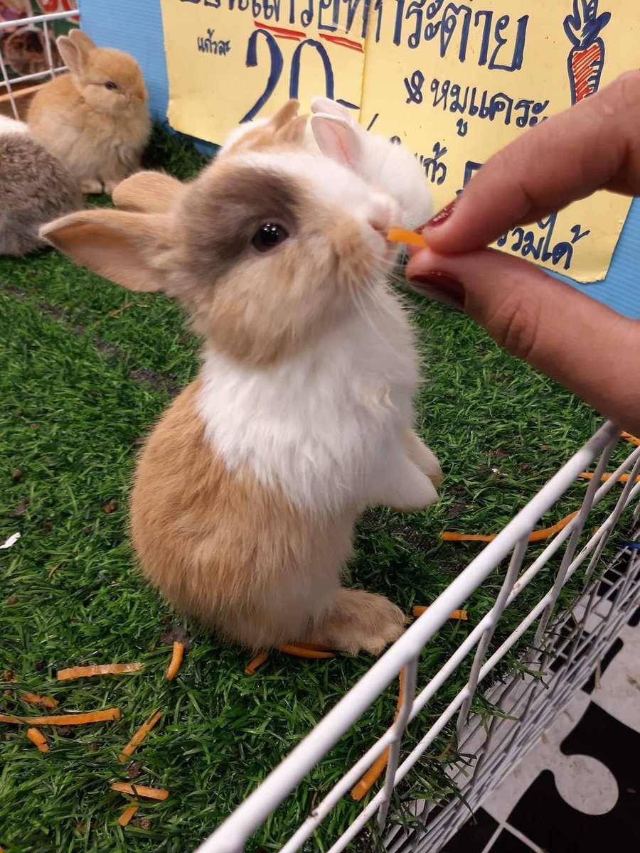 ช่วยรีทวิตหน่อยค่ะ ในฐานะคนเลี้ยงกระต่ายคือโกรธธุรกิจแบบนี้มาก กระต่ายไม่ได้กินแครอทและผักเป็นอาหารหลักนะคะ ย้ำ! น้องกินหญ้าค่ะ ยิ่งกระต่ายเด็กไม่ควรให้เลย คิดดูนะคะงานอีเว้นท์1วัน เด็กๆกินของพวกนี้ไปเยอะแค่ไหน ทำให้ท้องเสียตายได้เลยนะคะ อย่าสนแต่ความน่ารักค่ะ เลิกอุดหนุนเถอะนะ