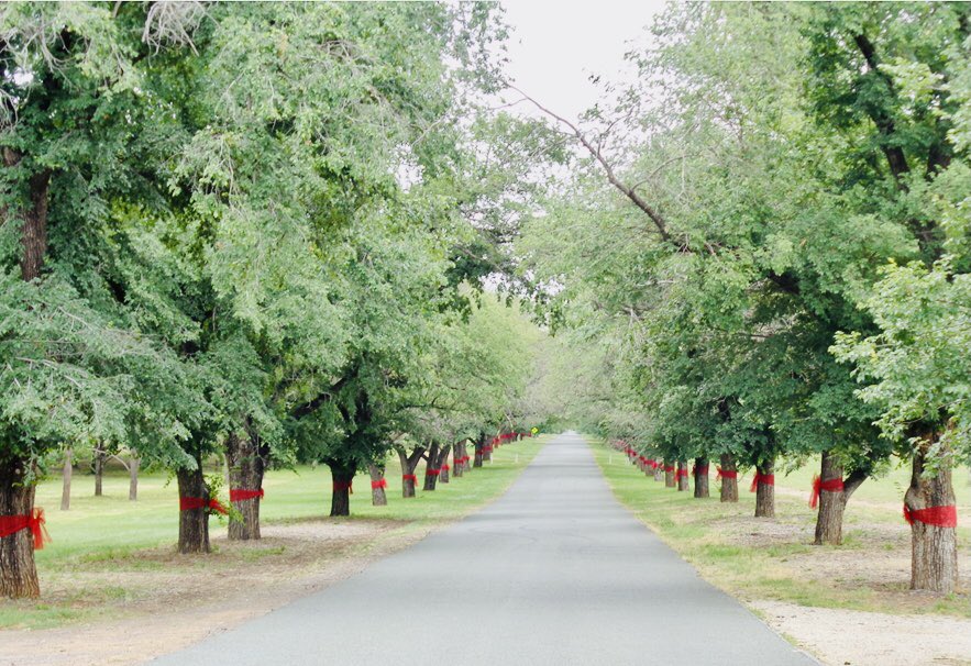 YRA_ACT's tweet photo. ❤️🎄Things are looking festive in #yarralumla. Governor General has joined in the fun decorating 95 heritage trees on Dunrossil Drive #visitcanberra https://t.co/6Yk7mTMXq6