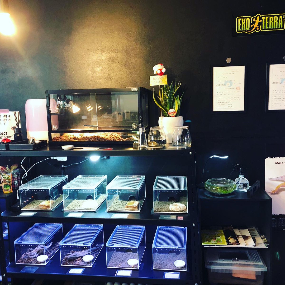 1114imp's tweet photo. 11月14日に熊本県八代市で爬虫類ショップをオープンしました！
気軽に遊びに来て下さいね。 https://t.co/elnD7tBivL