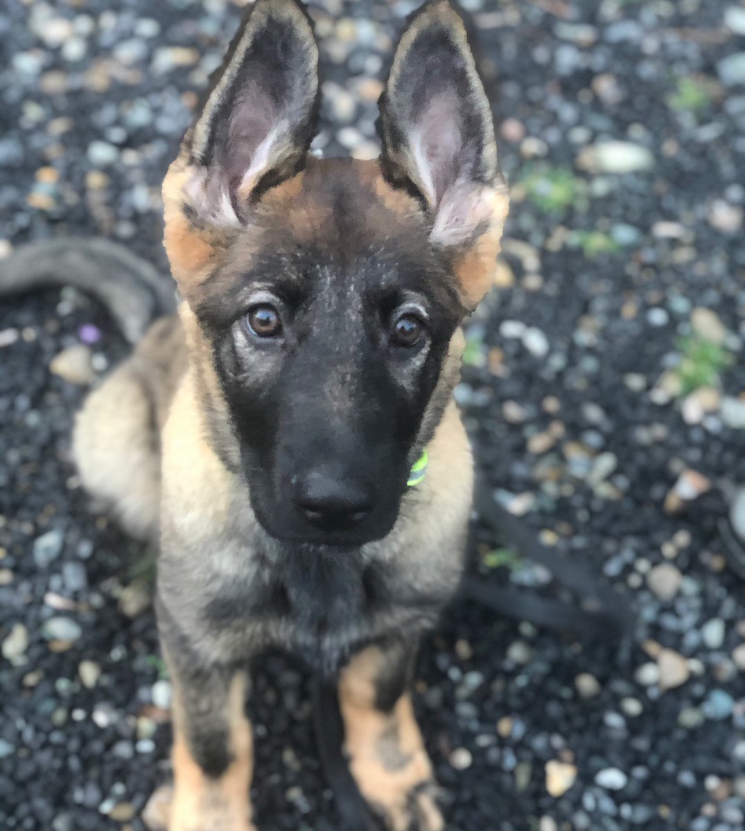 K9X16's tweet photo. We are everything puppy at the moment 🥰
Check this little guy out! Nero, the latest team member 🤩
#teamK9X #gsd #gsdpuppy #workinglines #germanshepherd https://t.co/lyktcH1iX8